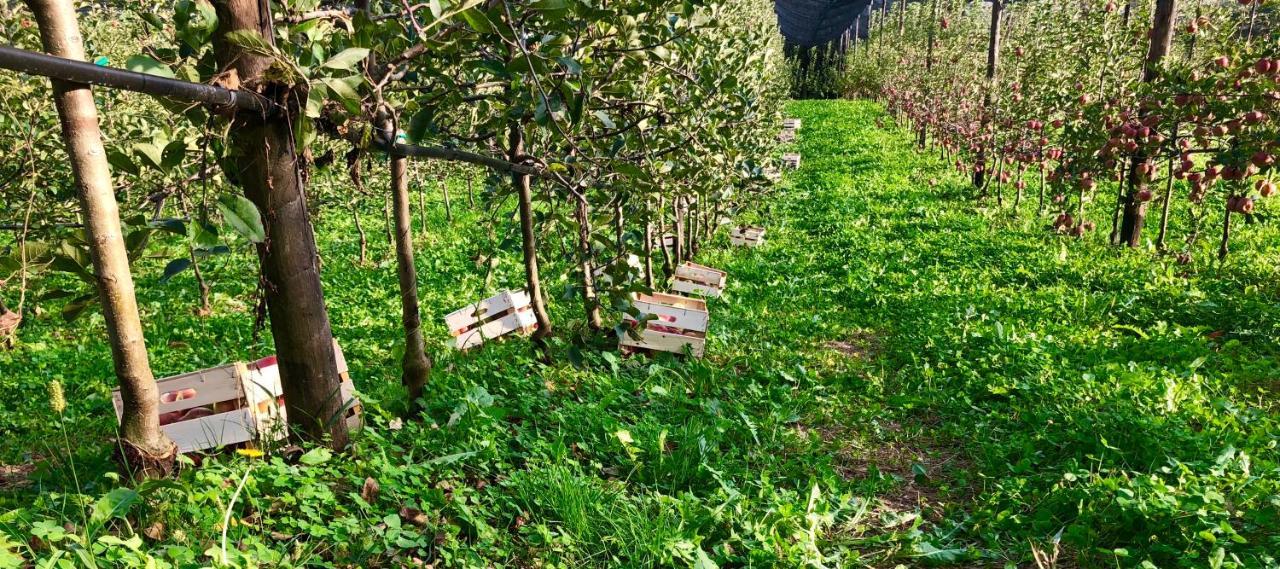 Loft Naturalpina Dolomiti Farm Belluno Kültér fotó